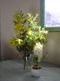 mimosa and hyacinth- the perfect perfume.