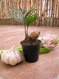 my first French baby…