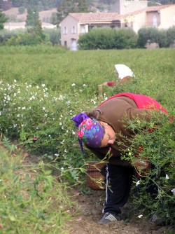 jasmine harvesting
