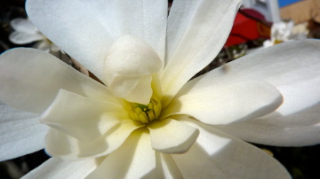 White Magnolia
