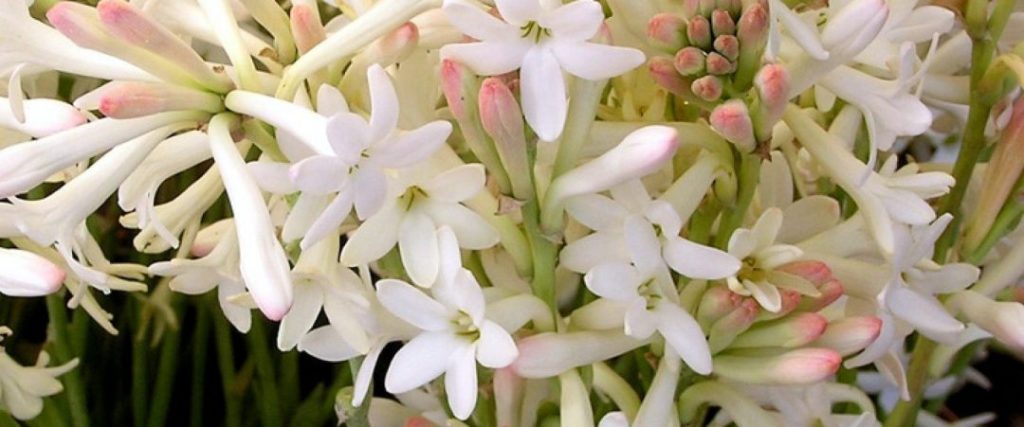 September news: Jasmine & Tuberose