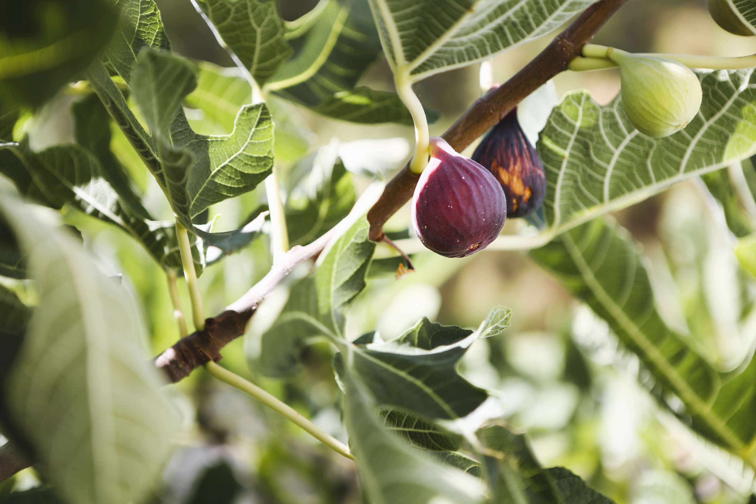 Figs ripening in the sun

